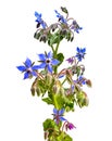 Blue flowered herb called Borage