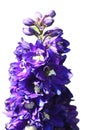 blue-flowered larkspur (Delphinium)