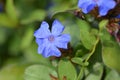 Blue-flowered leadwort