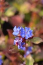 Blue-flowered leadwort