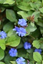 Blue-flowered leadwort