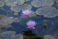 Blue-Flowered Nymphaea Nouchali - Waterlily Pond Royalty Free Stock Photo