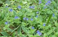 Blue flowered speedwell