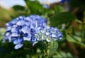 blue flowerhead of hydrangea macrophylla, hortensia flowers in summer Royalty Free Stock Photo