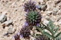 Salvia Columbariae Bloom - Pinto Basin Desert - 032422