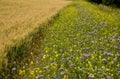 Blue flowering bundle and yellow mustard as a forage belt along a wheat field for bees and insects. The landscape is more varied