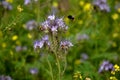 Blue flowering bundle and yellow mustard as a forage belt along a wheat field for bees and insects. The landscape is more varied