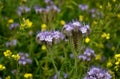 Blue flowering bundle and yellow mustard as a forage belt along a wheat field for bees and insects. The landscape is more varied