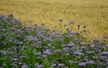 Blue flowering bundle and yellow mustard as a forage belt along a wheat field for bees and insects. The landscape is more varied