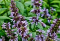 Blue flowering catnip Nepeta faassenii