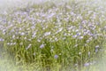 Blue flowering flax plants up close