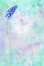 Blue flowering Grape Hyacinth dreamy background