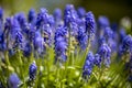 Blue flowering Grape Hyacinths muscari spring flowers. selective focus. close up Royalty Free Stock Photo