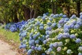 Blue flowering hortensia or hydrangea macrophylla shrubs hedge framing path in the garden Royalty Free Stock Photo