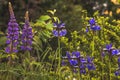 Blue flowering irises and two lupines in the garden. Royalty Free Stock Photo