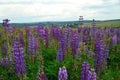 A blue flowering lupine or lupine plant