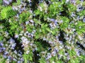 Blue flowering rosemary