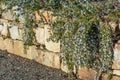 Blue flowering vine growing on rock wall Royalty Free Stock Photo