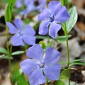 Blue flowers