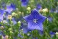 Blue flowers