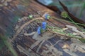 Delicate Blue Flowers On Wooden Log 