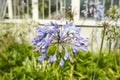 Blue flowers of agapanthus (alliaceae) in the garden. Summer and spring time