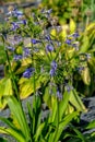 Blue flowers of Agapanthus Campanulatus or African Lily Blue in Royalty Free Stock Photo