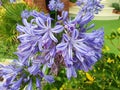 Blue flowers agapanthus praecox or agapanthus africanus bloom in the flower bed Royalty Free Stock Photo