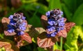 Blue flowers of Ajuga reptans Atropurpurea with purple leaves against blurred green background in spring garden.