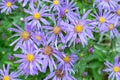 Blue flowers Aster amellus close-up background wallpaper nature. Blooming European Astra, Beautiful flower close-up