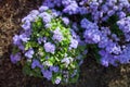 Blue flowers asteraceae ageratum houstonianum aloha blue Royalty Free Stock Photo