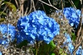 Blue flowers