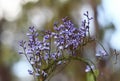 Blue flowers of the Australian native climber the Love Creeper Comesperma volubile, family Polygalaceae Royalty Free Stock Photo