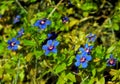 Azure-blue Anagallis arvensis, a blue form Royalty Free Stock Photo