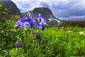 Blue flowers on the background of mountain peaks of the Caucasus Royalty Free Stock Photo