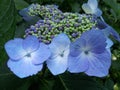 Blue Flowers