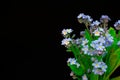 Blue flowers on black background Happy birthday