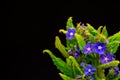 Blue flowers on black background Happy birthday