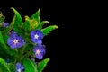 Blue flowers on black background Happy birthday