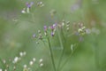 Blue flowers bloom in the garden Royalty Free Stock Photo