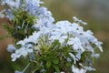 Blue flowers blooming,Plumbago auriculata Royalty Free Stock Photo