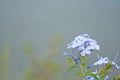 Blue flowers blooming,Plumbago auriculata Royalty Free Stock Photo