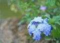 Blue flowers blooming,Plumbago auriculata Royalty Free Stock Photo
