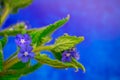 Blue flowers on blue background