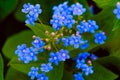 Blue flowers of Brunnera.