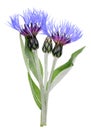 Blue flowers and bud of garden spring cornflower plant.