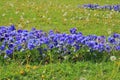 Blue flowers called Pansies in a green meadow Royalty Free Stock Photo