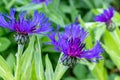 Blue flowers of Centaurea scabiosa also known as greater knapweed, beautiful colorful decorative garden plant which attracts