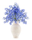 Blue flowers in ceramic vase isolated on white Royalty Free Stock Photo