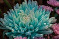Blue flowers, chrysanthemum in a blue color, Flower arrangement Royalty Free Stock Photo